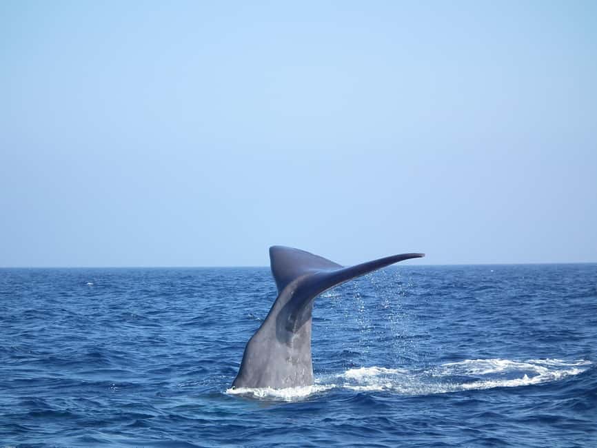 Whale-Watching, Dolphins & Whales from Bandol - Key points to know before you go