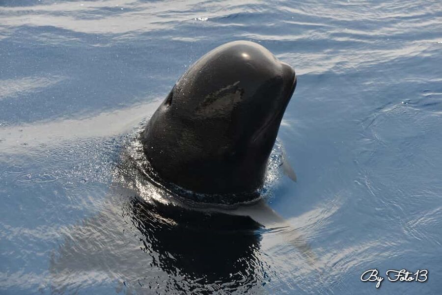 Whale-Watching, Dolphins & Whales from Bandol - Leaving Bandol for a day at sea