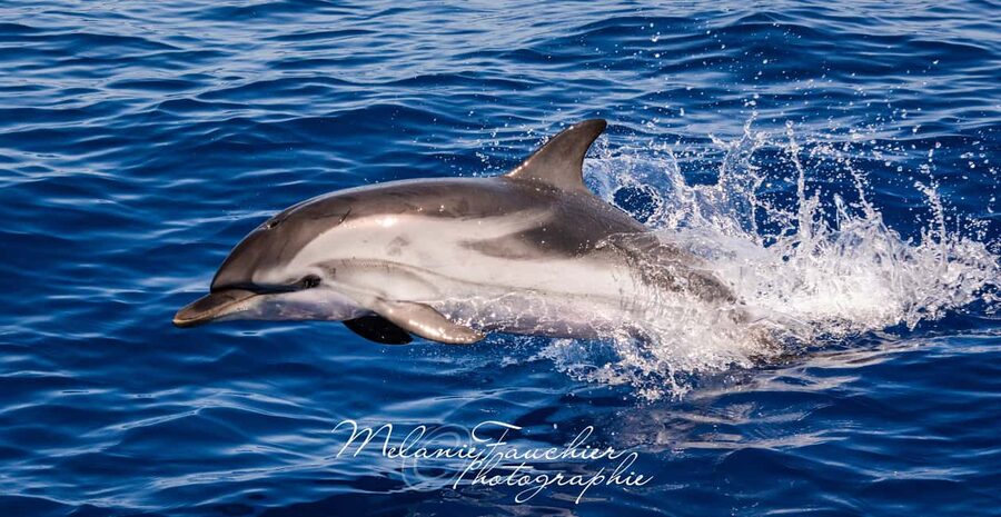 Whale-Watching, Dolphins & Whales from Bandol - Listening below the surface with a hydrophone
