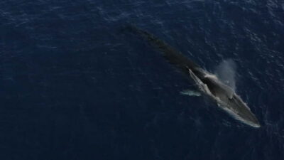 Whale-Watching, Dolphins & Whales from Bandol
