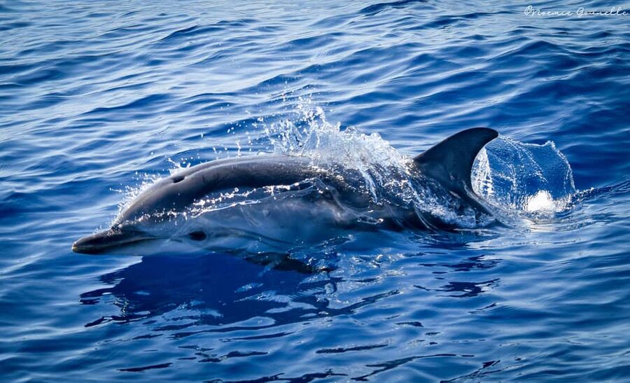 Whale-Watching, Dolphins & Whales from Bandol - Planning your six-hour outing