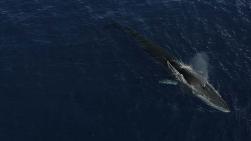 Whale-Watching, Dolphins & Whales from Bandol - What the naturalist crew adds