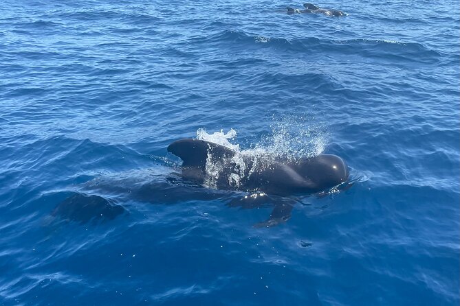 Whales and Dolphins excursion on a Luxury Yacht in Canary Islands - Lunch, drinks, and the personal service
