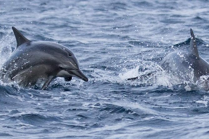 Whales and Dolphins Watching Mirissa - Looking for dolphins, sharks, and blue whales