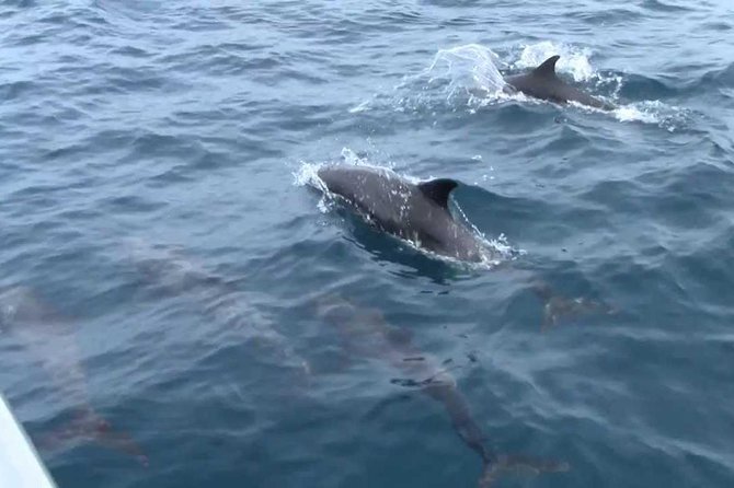 Whales and Dolphins Watching Mirissa - One hour inside Galle Dutch Fort