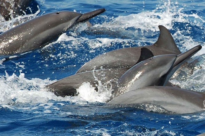 Whales and Dolphins Watching Mirissa - Food, water, and what you should carry