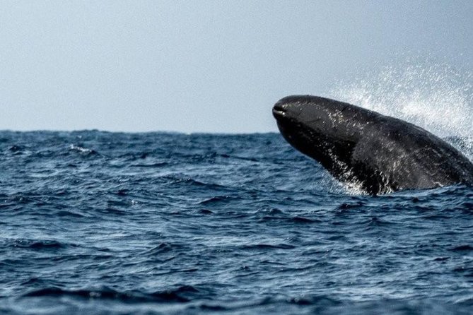 Whales and Dolphins Watching Mirissa - Family appeal, group value, and its limits