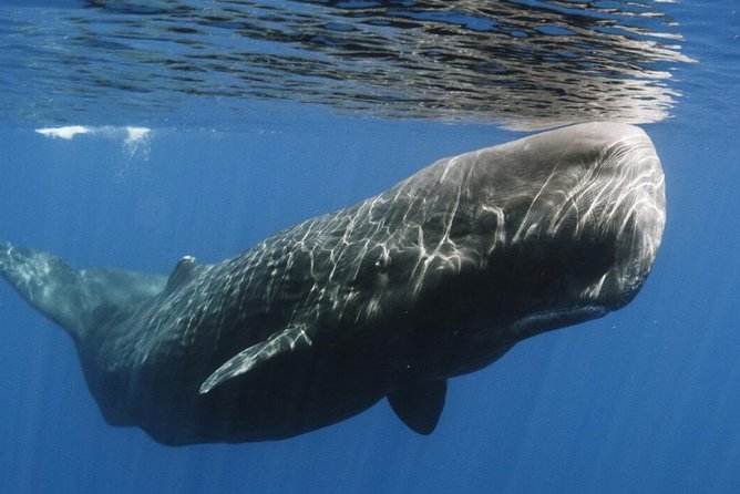 Whales and Dolphins Watching Mirissa - What the private group format means for you