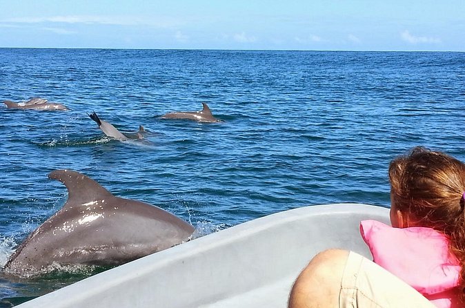Whales and Dolphins watching Tour From Uvita - Dolphins, turtles, and other sea life