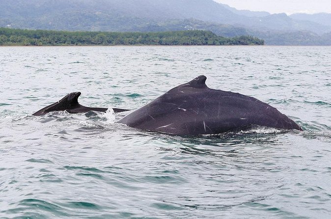 Whales and Dolphins watching Tour From Uvita - Caves, swimming, and snorkeling conditions