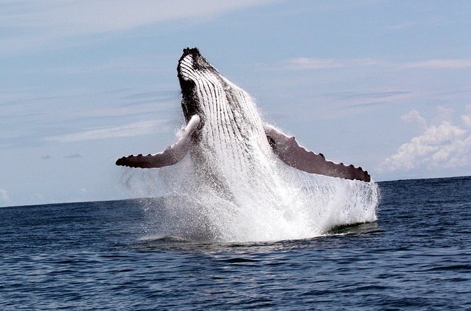 Whales and Dolphins watching Tour From Uvita - The beach stop and fresh fruit
