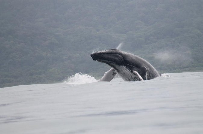 Whales and Dolphins watching Tour From Uvita - Safety, comfort, and the boat layout