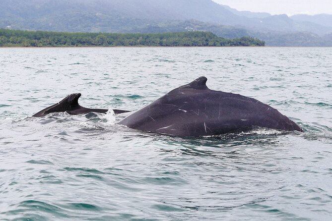 Whales and Dolphins watching Tour From Uvita - Marino Ballena National Park and the whale-tail coast