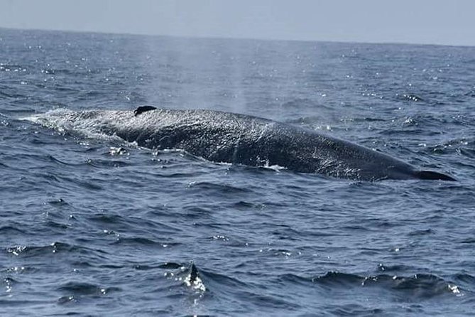 Whales & Dolphin Watching Day Tour including Handunugoda Teafactory - The Handunugoda tea question