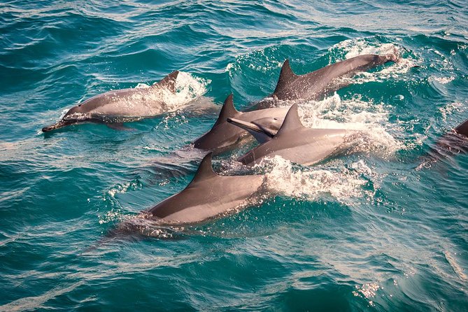 Whales & Dolphin Watching Day Tour including Handunugoda Teafactory - Mirissa and the four-hour search at sea