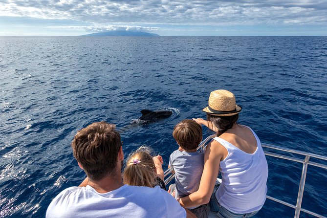 Whales & Dolphins watching in exclusive sailboat - Leaving Marina Puerto Colón in Costa Adeje
