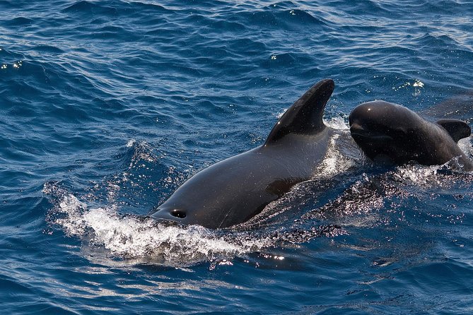 Whales & Dolphins watching in exclusive sailboat - Swimming in clear water off Tenerife