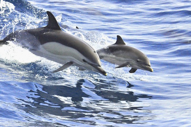 Whales & Dolphins watching in exclusive sailboat - Sandwiches, drinks, and a simple lunch afloat