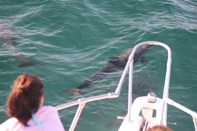 Wild Dolphin Encounter in Puerto Vallarta - Meeting Dolphins Without Turning Them Into a Show