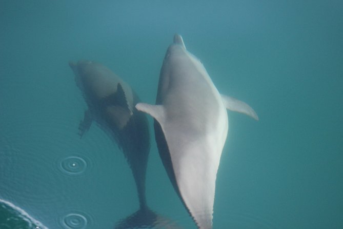Wild Dolphin Encounter in Puerto Vallarta - A Small Boat Group With Room for Questions