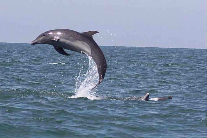 Wild Dolphin Encounter in Puerto Vallarta - Listening Through the Hydrophone