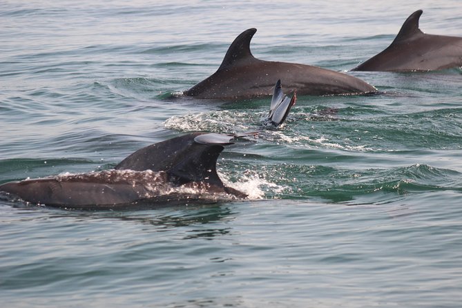 Wild Dolphin Encounter in Puerto Vallarta - Watching First, Then Swimming Nearby