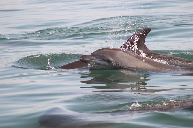 Wild Dolphin Encounter in Puerto Vallarta - Lunch, Drinks, and the Real Value of $110
