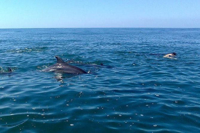 Wild Dolphin Encounter in Puerto Vallarta - What to Bring and How to Set Your Expectations