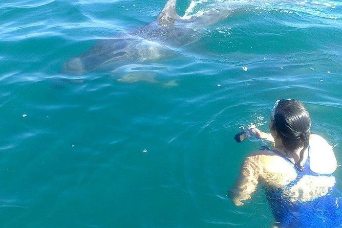 Wild Dolphin Encounter in Puerto Vallarta - Weather, Minimum Numbers, and Cancellation
