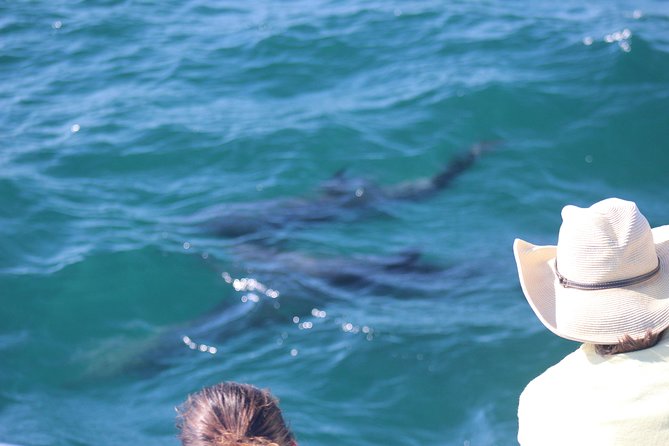 Wild Dolphin Encounter in Puerto Vallarta - The 9:00 am Start at Marina Vallarta