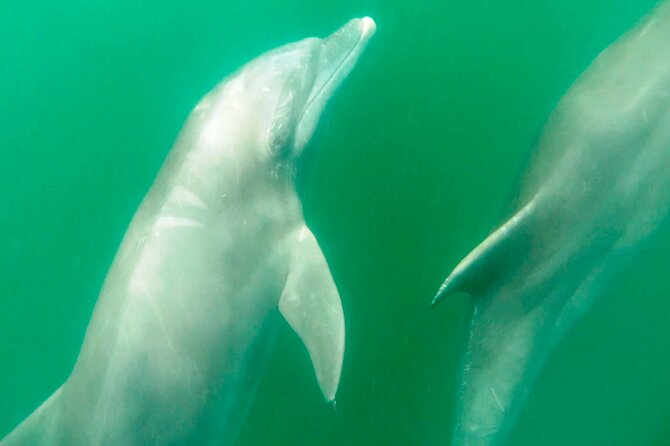 Wild Dolphin Encounter & Snorkeling Adventure - Wild dolphins, not a dolphin show