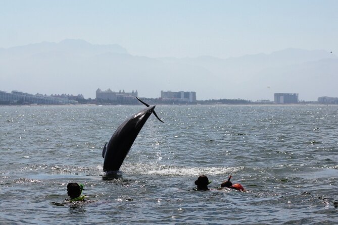 Wild Dolphin Encounter & Snorkeling Adventure - Lunch, drinks, and what to expect on board