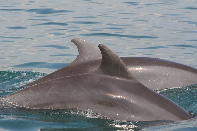 Wild Dolphin Encounter & Snorkeling Adventure - The guide and captain make a difference
