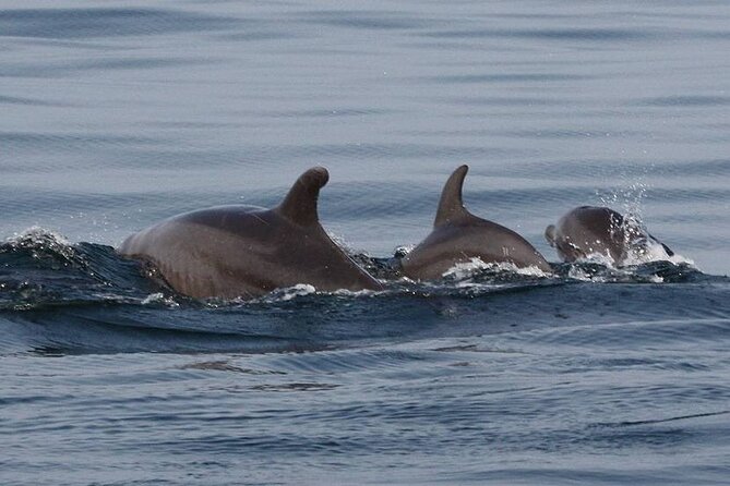 Wild Dolphin Encounter & Snorkeling Adventure - Is the four-hour trip good value?