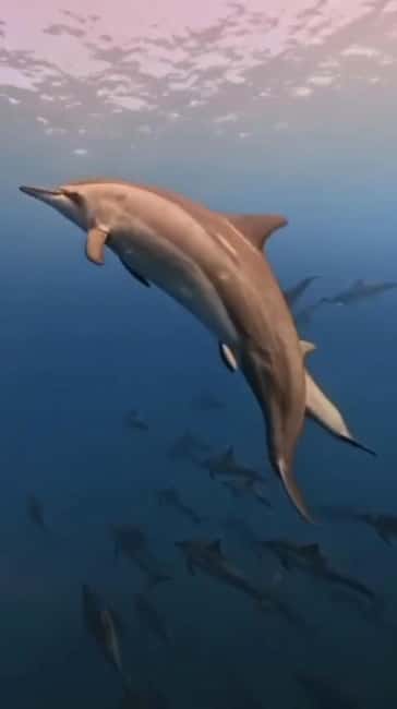 Wild Dolphin Encounter & Snorkeling Adventure – Mauritius. - Setting out from Mauritius at 7:30 AM