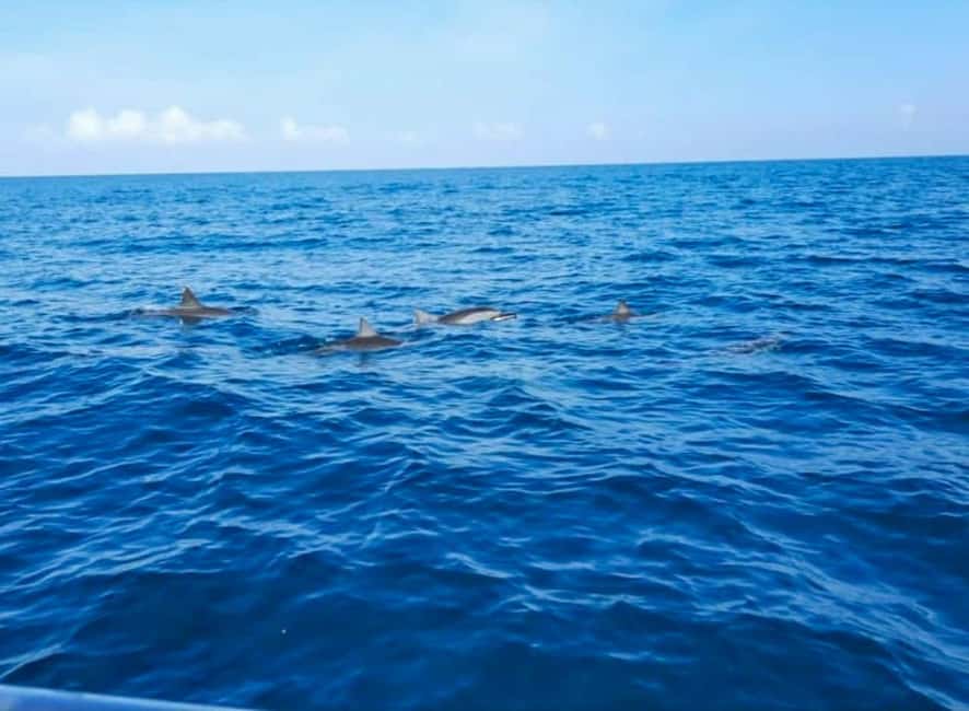 Wild Dolphin Encounter & Snorkeling Adventure – Mauritius. - Searching for dolphins in open water