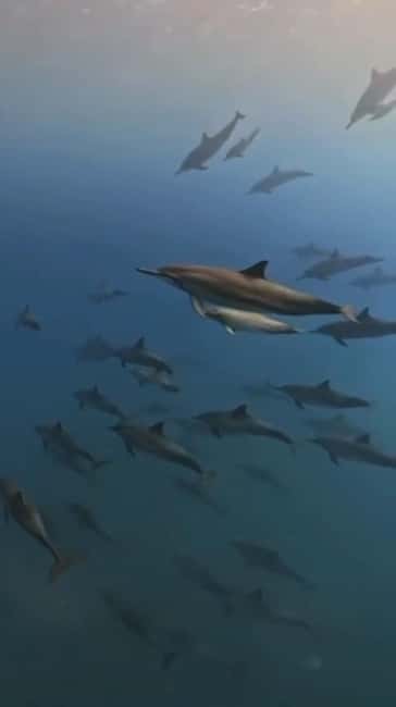 Wild Dolphin Encounter & Snorkeling Adventure – Mauritius. - FAQ