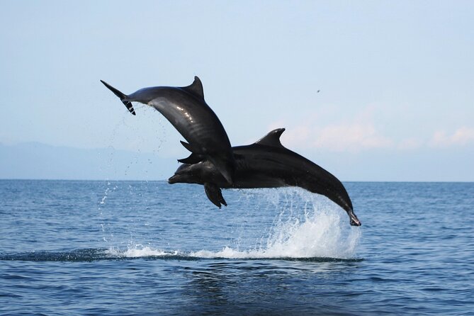 Wild Dolphin Encounter & Snorkeling Adventure - Starting at Marina Vallarta