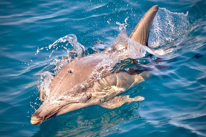 Wild Dolphin Swim Cruise - The front swim, lying between the catamaran’s bows