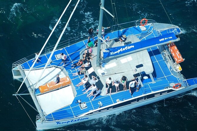 Wild Dolphin Watch in Glenelg - Is $63.83 a fair price?