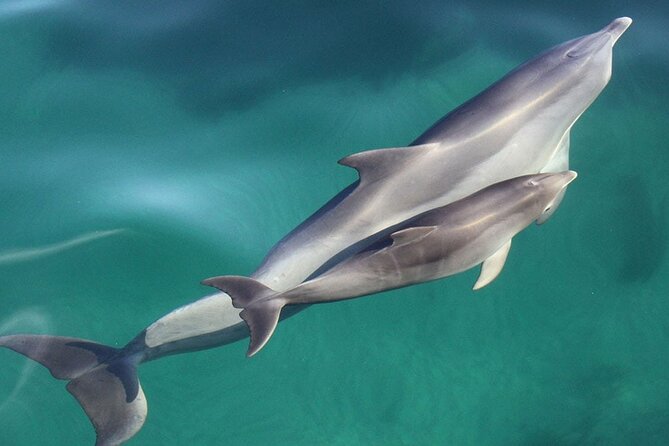 Wild Dolphin Watch in Glenelg - The bow and 360-degree deck