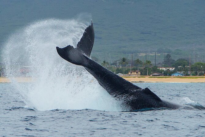 Wild Dolphin Watching and Snorkel Safari Off West Coast of Oahu - Why the Waianae Coast makes this a good wildlife trip