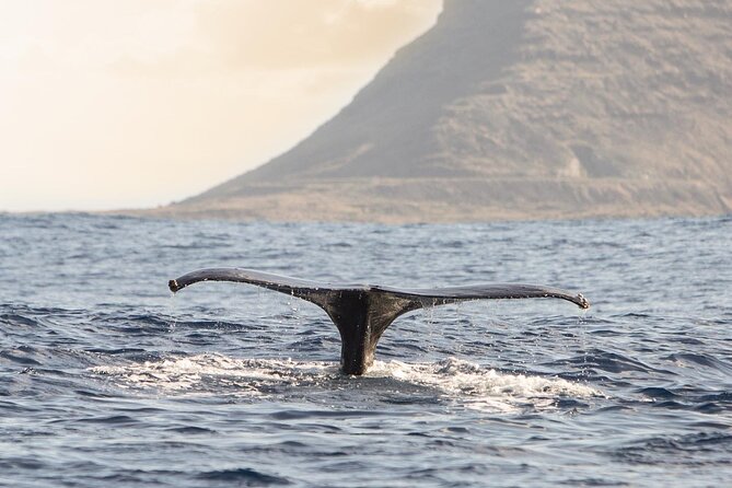 Wild Dolphin Watching and Snorkel Safari Off West Coast of Oahu - Winter whale watching from January through March