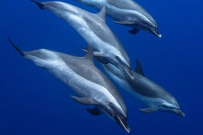 Wild Dolphin Watching and Snorkel Safari Off West Coast of Oahu