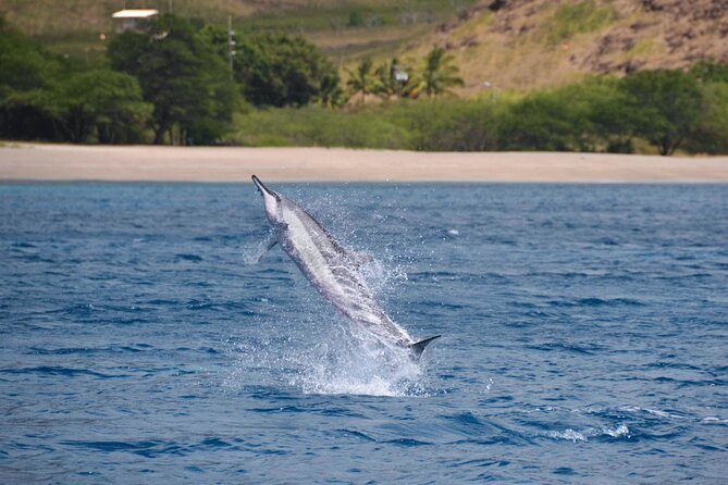 Wild Dolphin Watching and Snorkel Safari Off West Coast of Oahu - Snorkeling with turtles, fish, and reef life