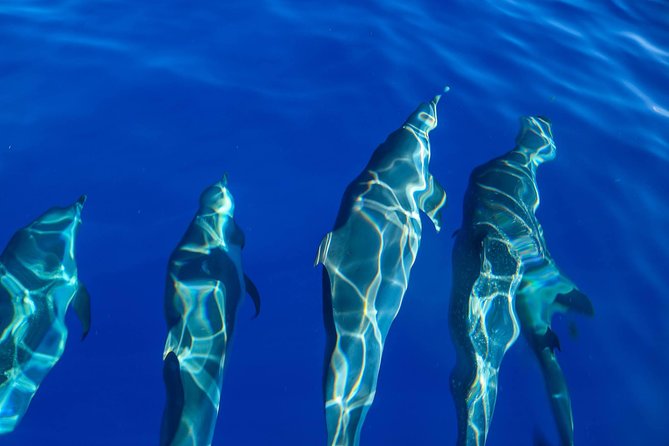 Wild Dolphin Watching and Snorkel Safari Off West Coast of Oahu - Lunch, drinks, and the practical details