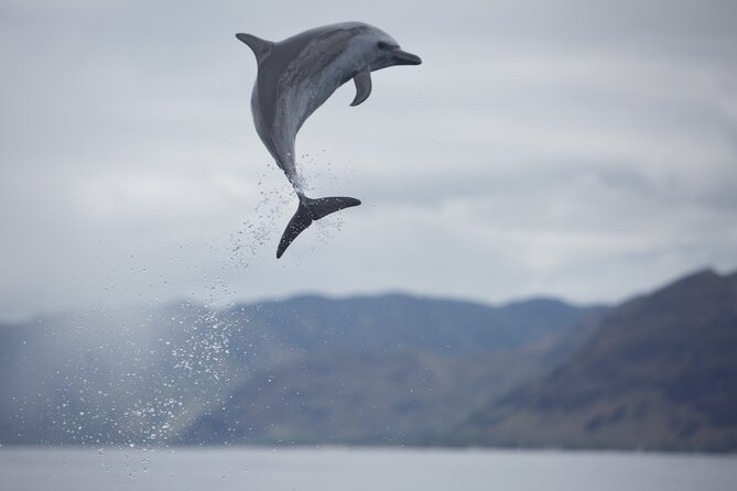 Wild Dolphin Watching and Snorkel Safari Off West Coast of Oahu - Is the $193.88 price fair?