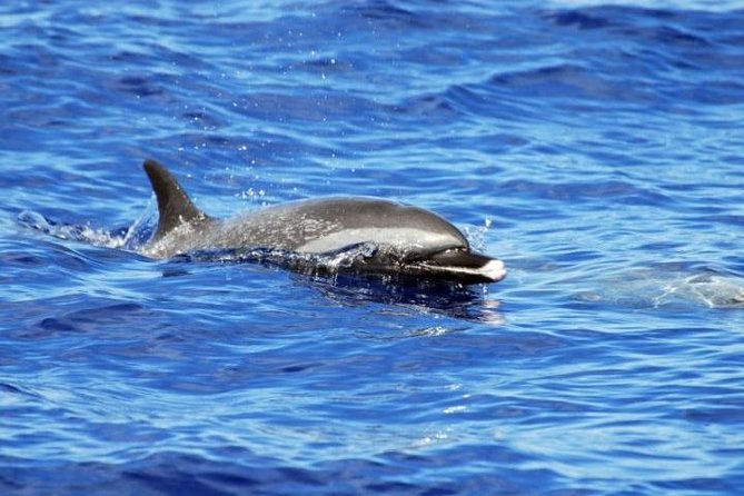 Wild Dolphin Watching and Snorkel Safari Off West Coast of Oahu - Who will enjoy this most?