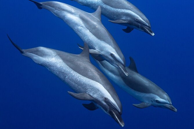 Wild Dolphin Watching and Snorkel Safari Off West Coast of Oahu - A small boat changes the whole experience
