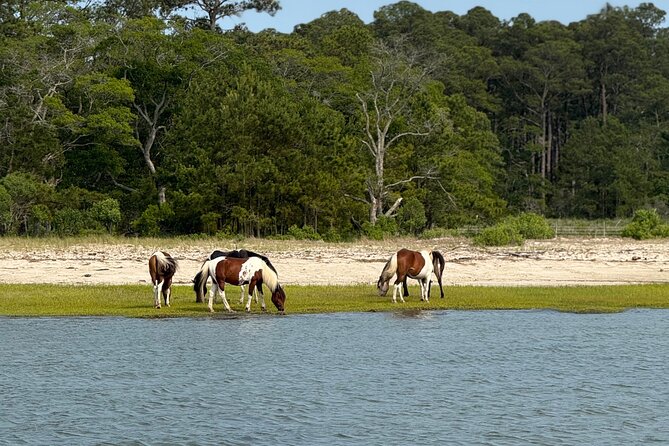Wildlife Boat Tour with Wild Ponies and Dolphins in Chincoteague - Key Points at a Glance
